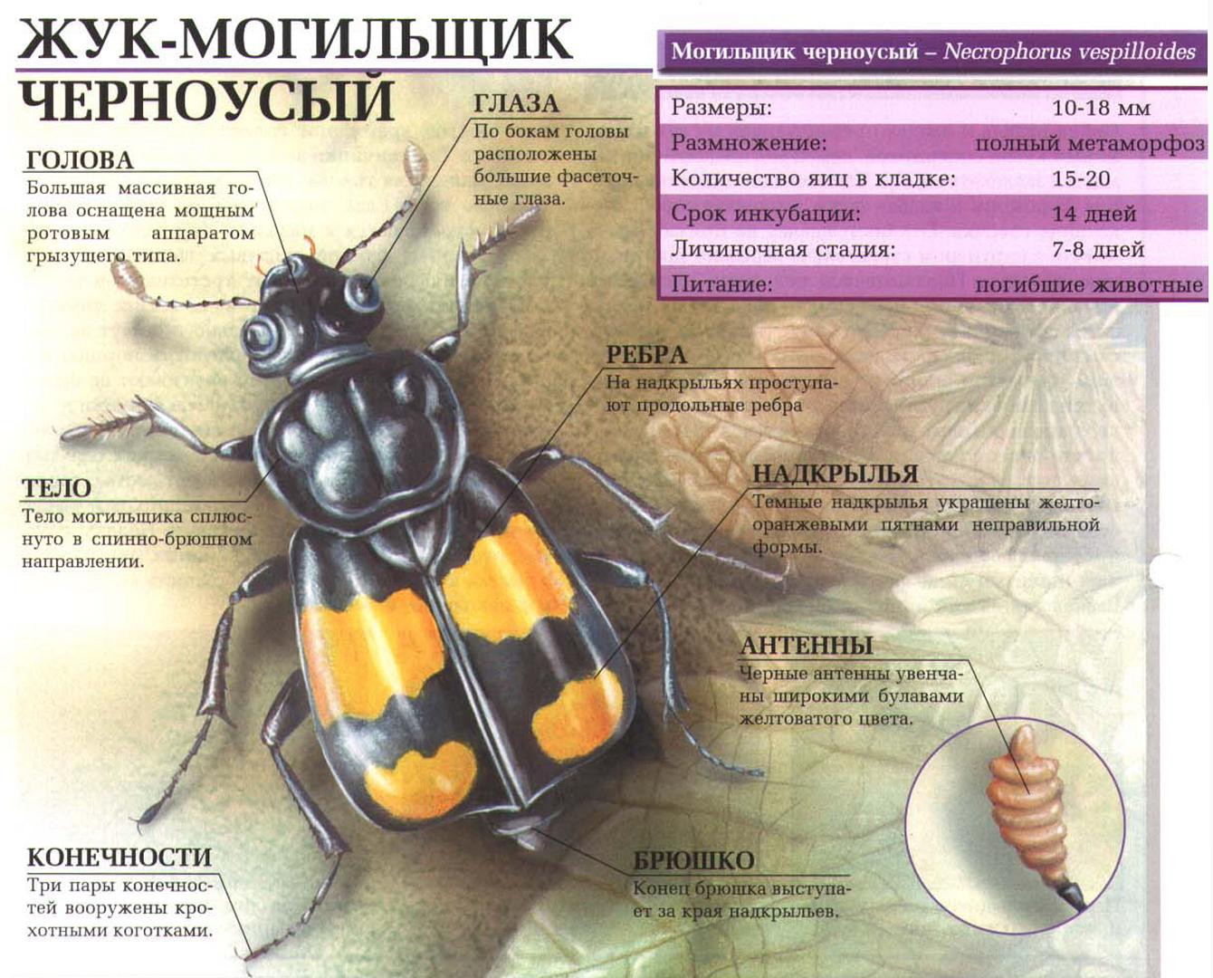 Описание жука черноусого могильщика.