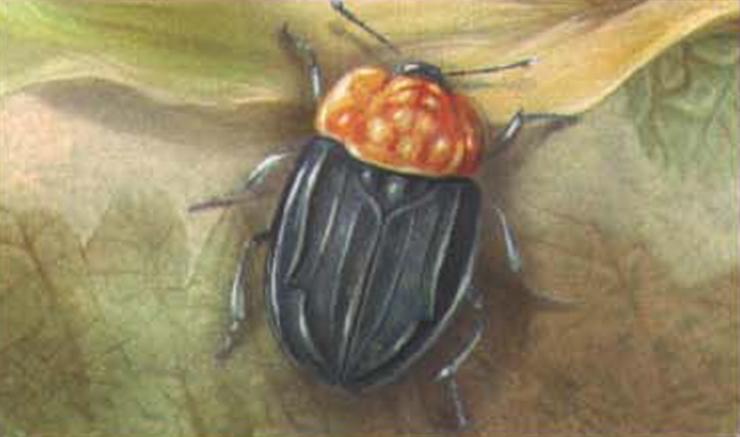 Красногрудый мертвоед (Oeceoptoma thoracica).