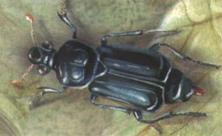 Черный могильщик (Necrophorus germanicus).
