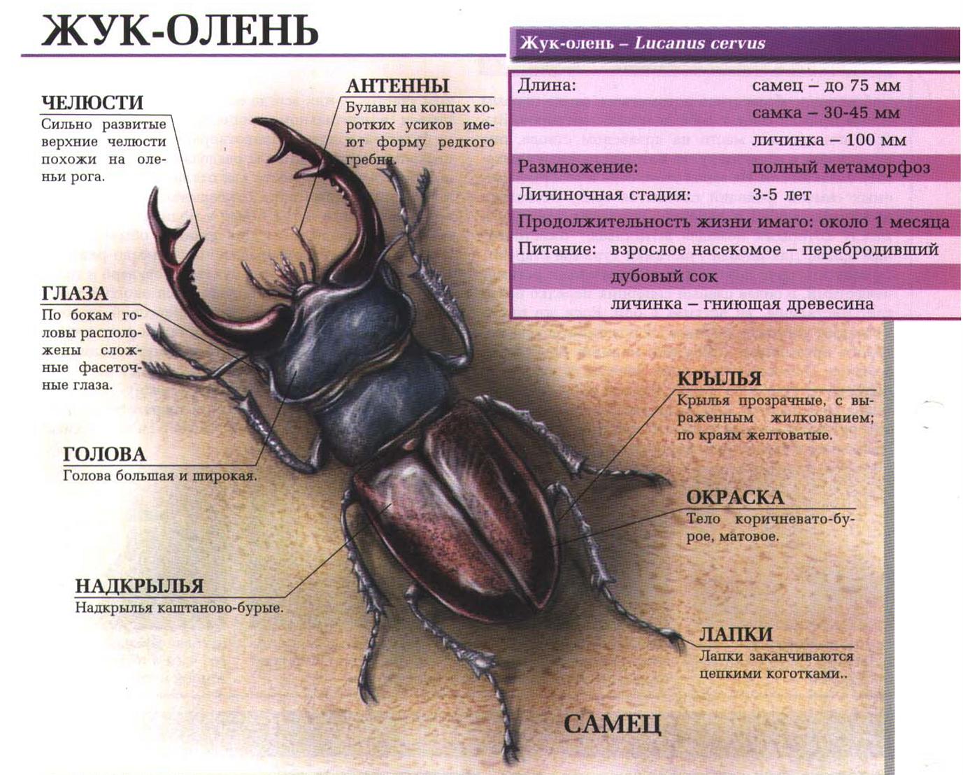 Описание жука-оленя.