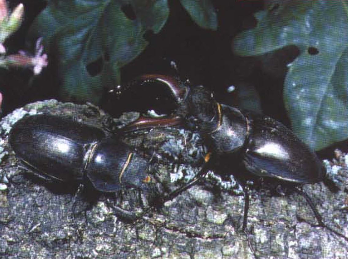 У жуков-оленей ярко выражен половой диморфизм. Самка не превышает в длину 45 мм и не имеет характерных для вида рогов.