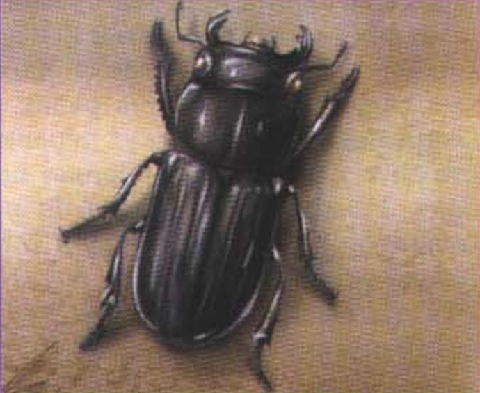 Обыкновенный оленёк (Dorcus parallelopipedus).
