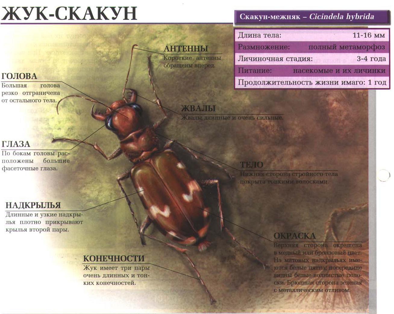 Описание скакуна-межняка.