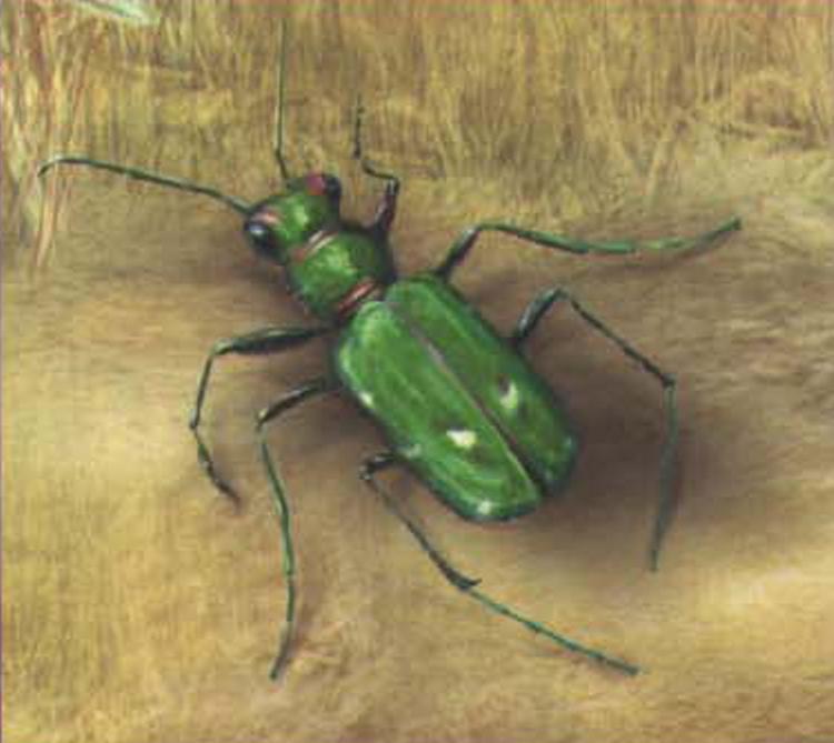 Полевой скакун (Cicindela campestris).