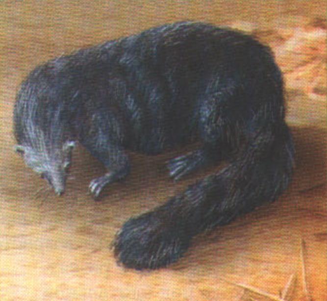 Бинтуронг (Arctictis binturong).
