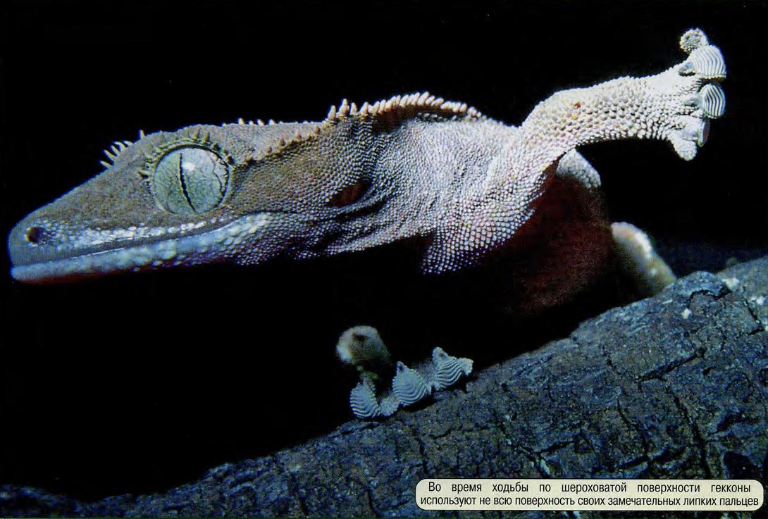 Во время ходьбы по шероховатой поверхности гекконы используют не всю поверхность своих замечательных липких пальцев.