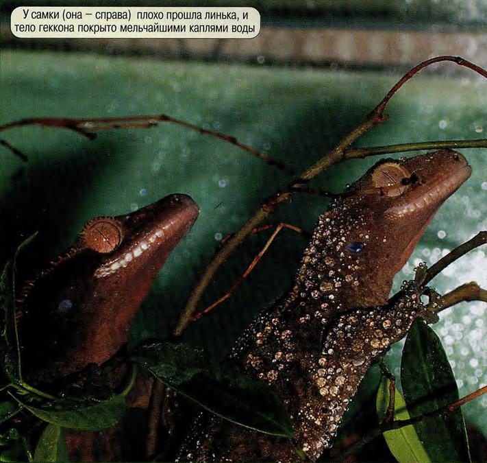 У самки (она - справа) плохо прошла линька, и тело геккона покрыто мельчайшими каплями воды.