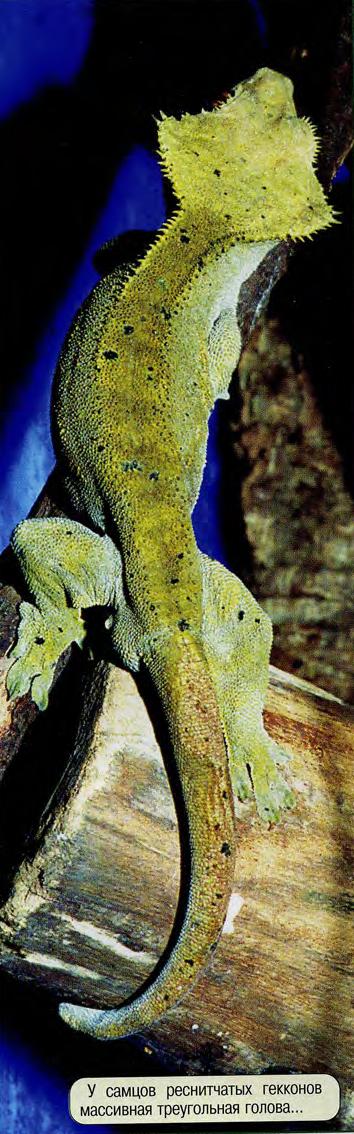У самцов реснитчатых гекконов массивная треугольная голова.