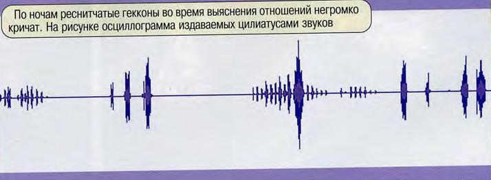 По ночам реснитчатые гекконы во время выяснения отношений негромко кричат. На рисунке осциллограмма издаваемых цилиатусами звуков.