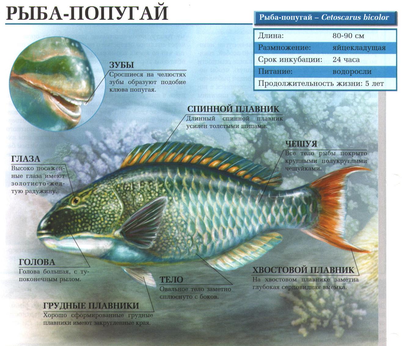 Описание рыбы-попугая.