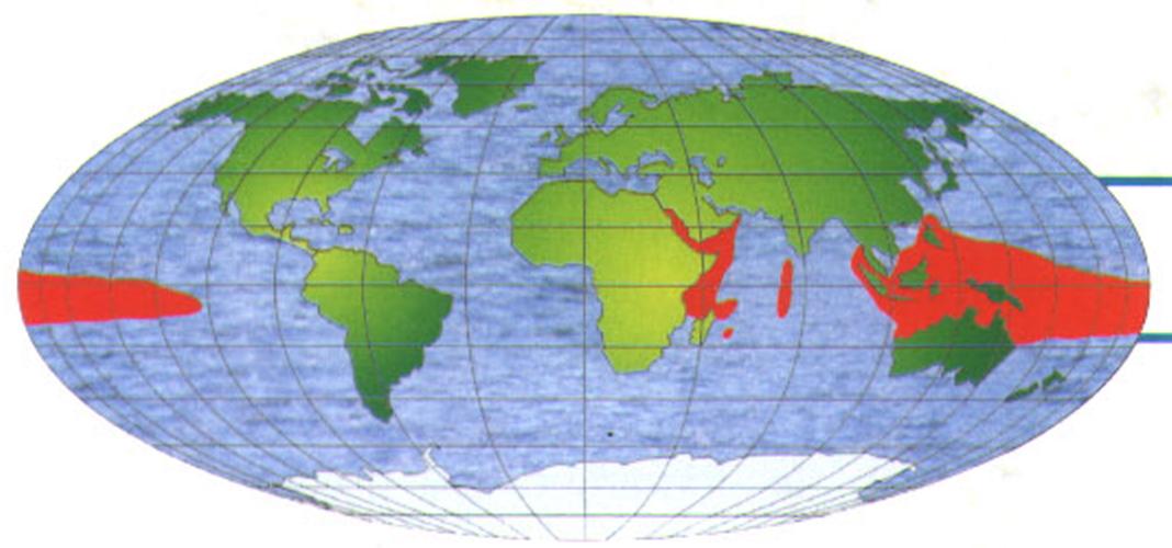 Ареал обитания рыбы-попугая - обитает в Индийском и Тихом океанах.