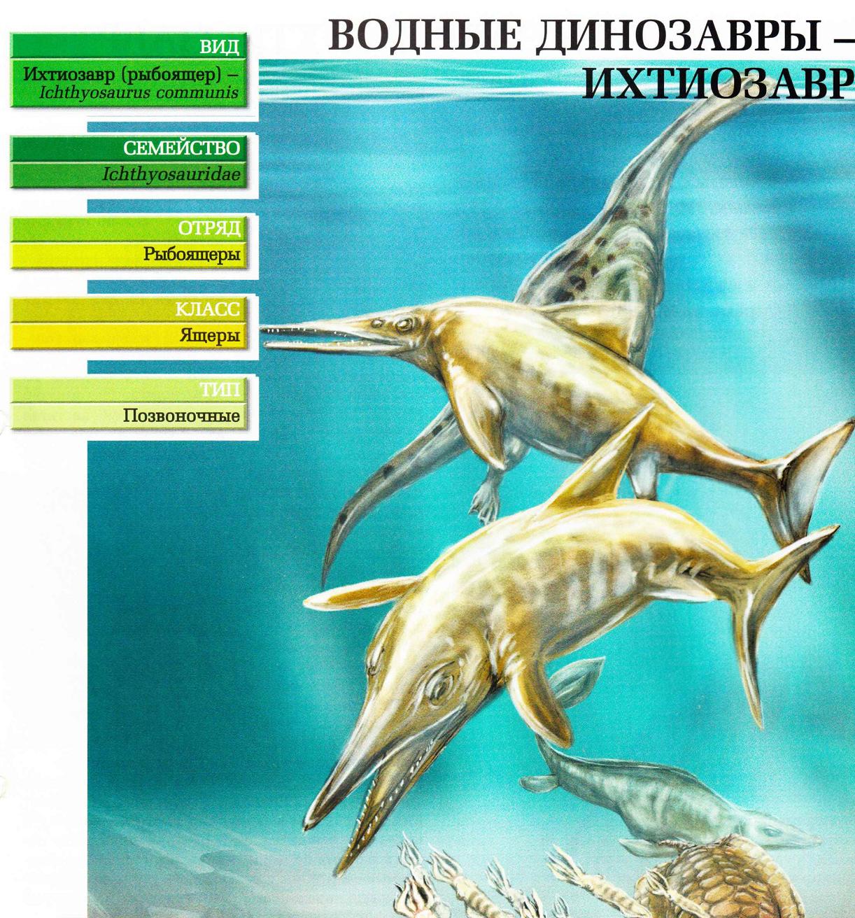 Систематика (научная классификация) ихтиозавра. Ichthyosaurus communis.
