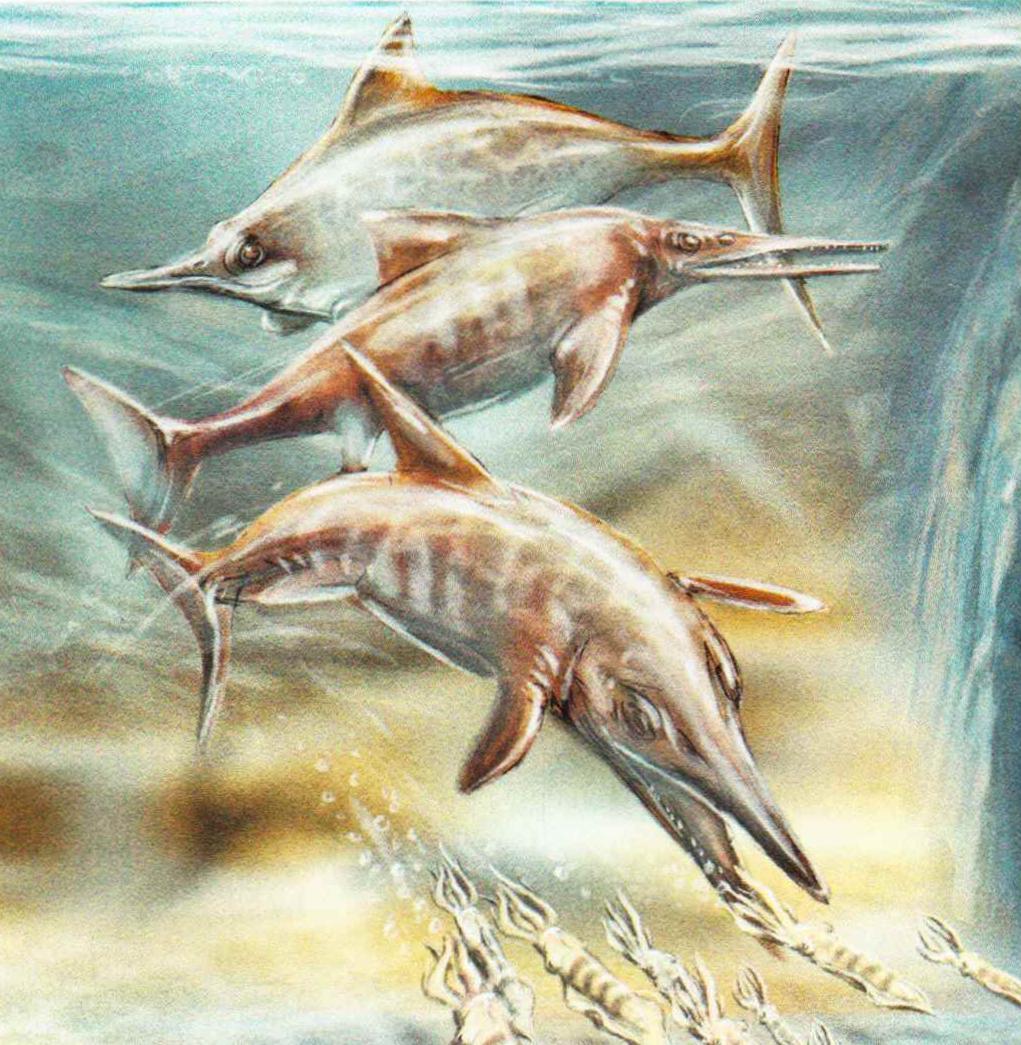 Ихтиозавры были прекрасно приспособлены к жизни в водной стихии. Эти ящеры с обтекаемым телом и плавниками вместо конечностей очень походили на рыб.