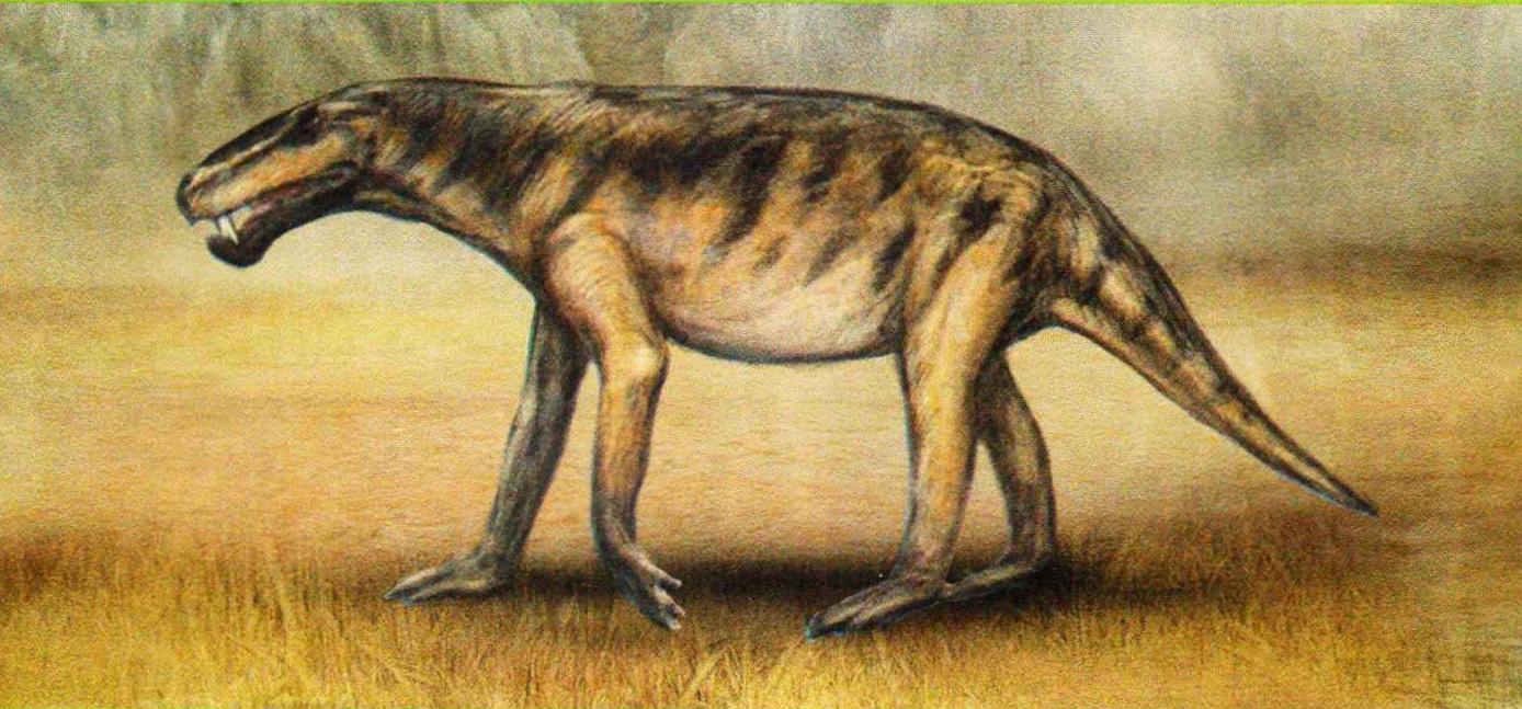 Лиценопс (Lycaenops).
