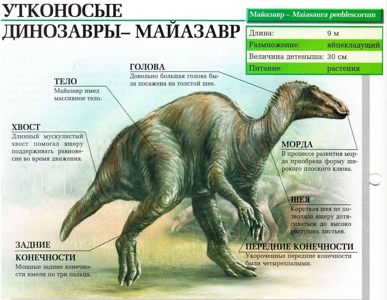 Описание майазавра.