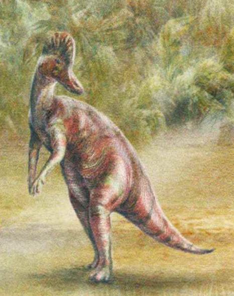 Корифозавр обитал на территории современного штата Монтана (США) и провинции Альберта (Канада).