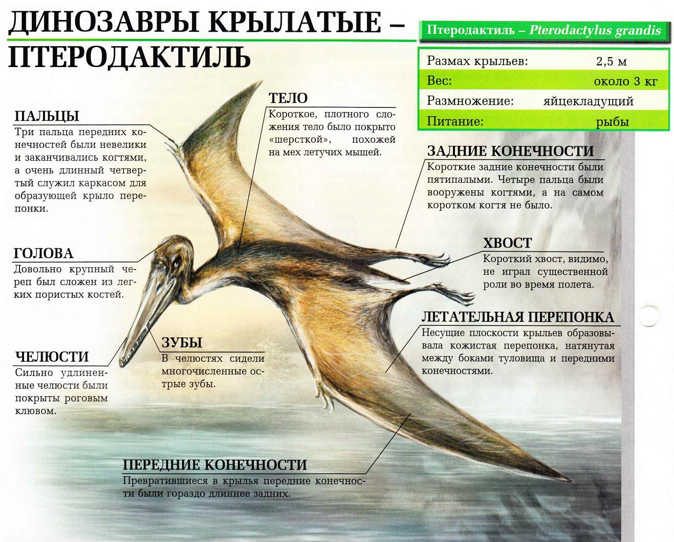 Описание птеродактиля.