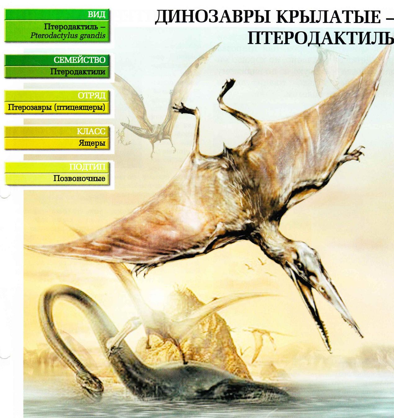 Птеродактиль и летающие динозавры.