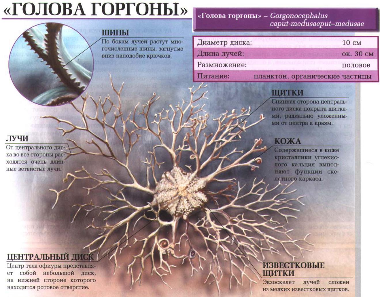 Описание офиуры «голова гаргоны».