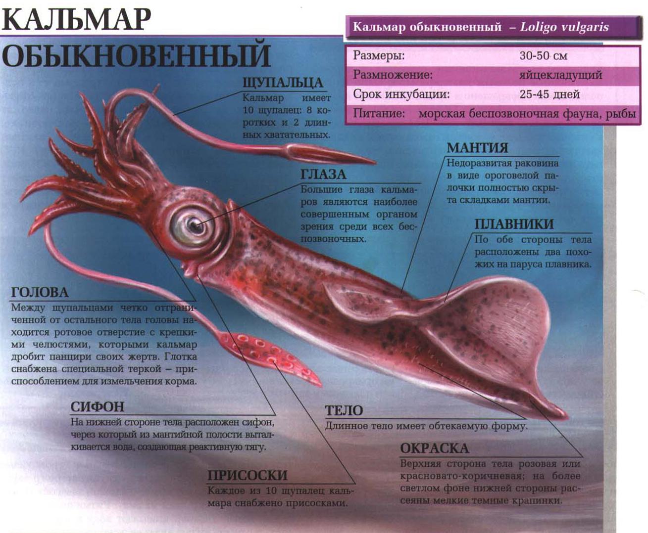 Описание обыкновенного кальмара.