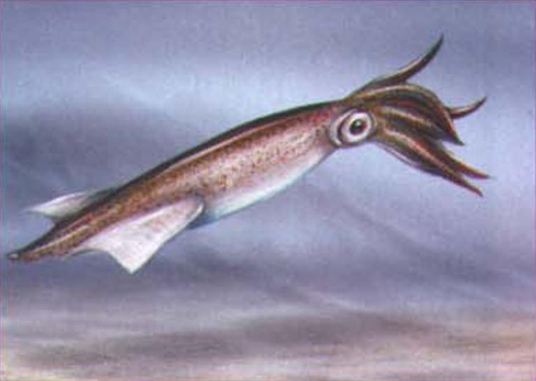 Тихоокеанский кальмар (Ommastrephes sloanei).