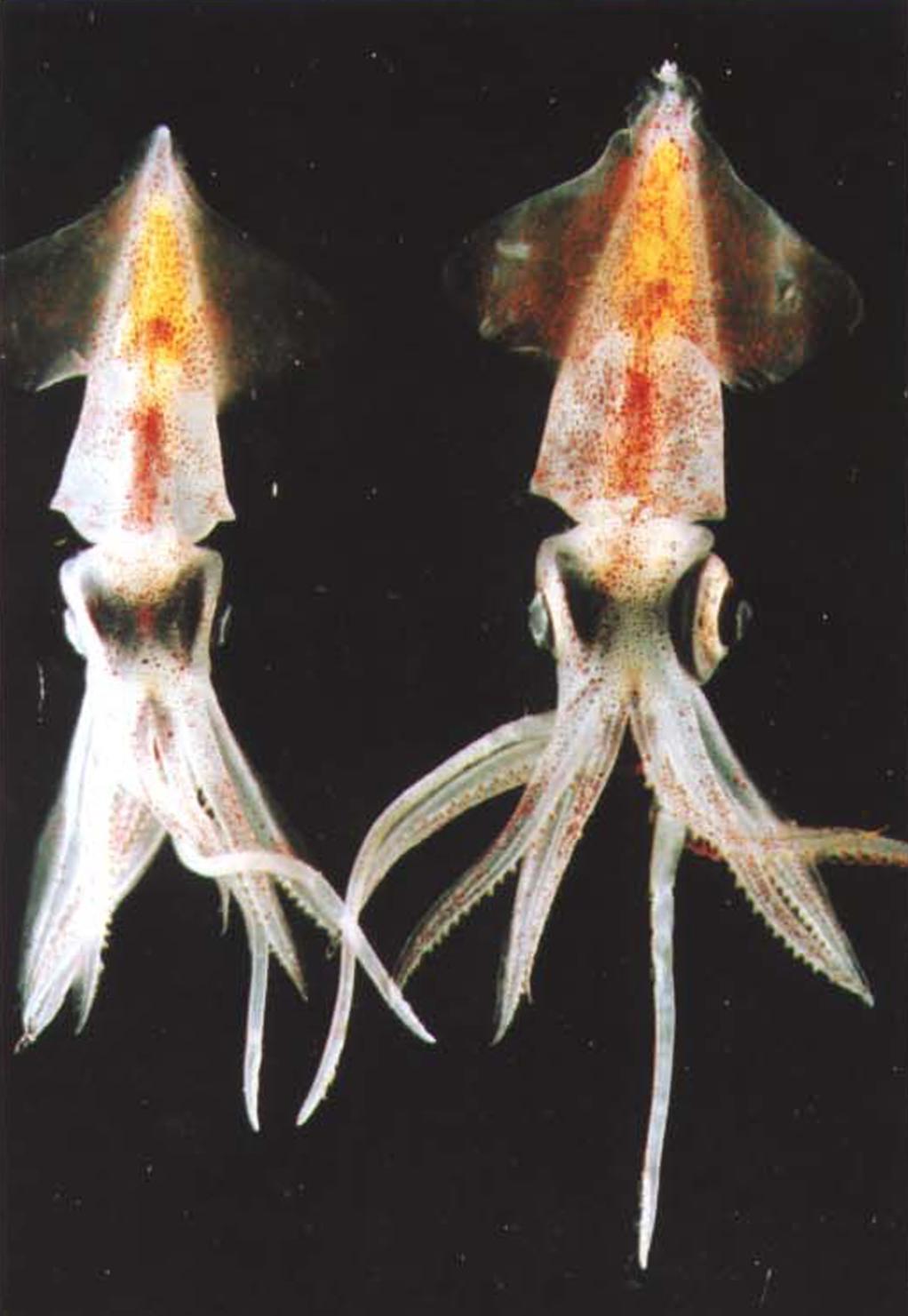 Обыкновенный кальмар обитает в морских водах на глубине до 100 м.