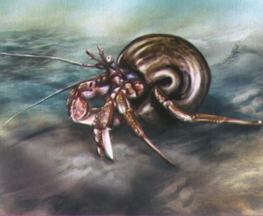 Рак-отшельник (Pagurus bernhardus).
