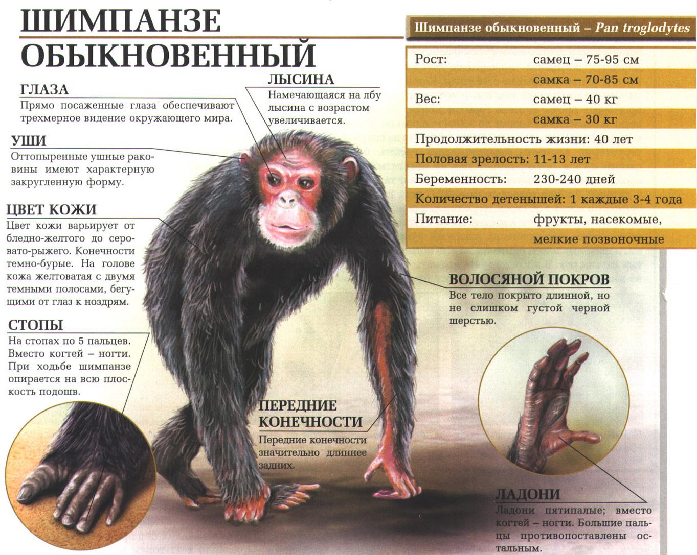 Описание обыкновенного шимпанзе.