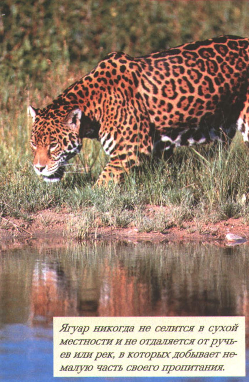Ягуар никогда не селится в сухой местности и не отдаляется от ручьев или рек, в которых добывает немалую часть своего пропитания.