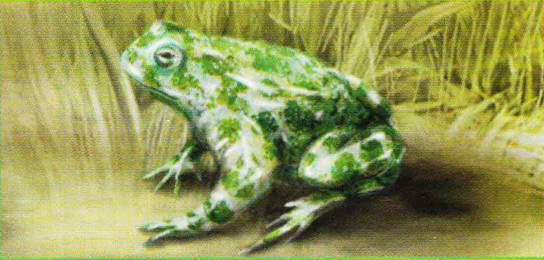 Зеленая жаба (Bufo viridis).
