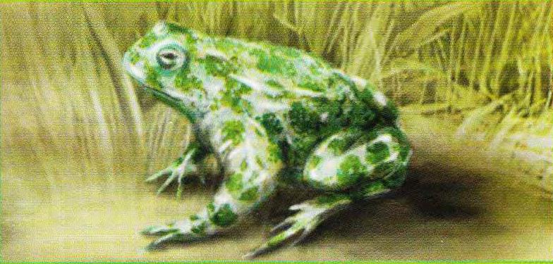 Зеленая жаба (Bufo viridis).
