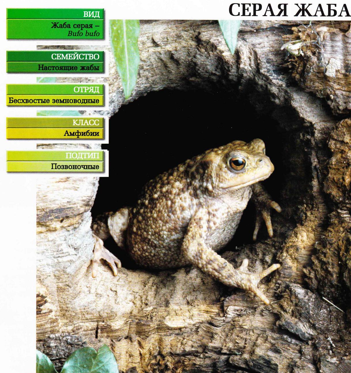 Систематика (научная классификация) жабы серой. Bufo bufo.