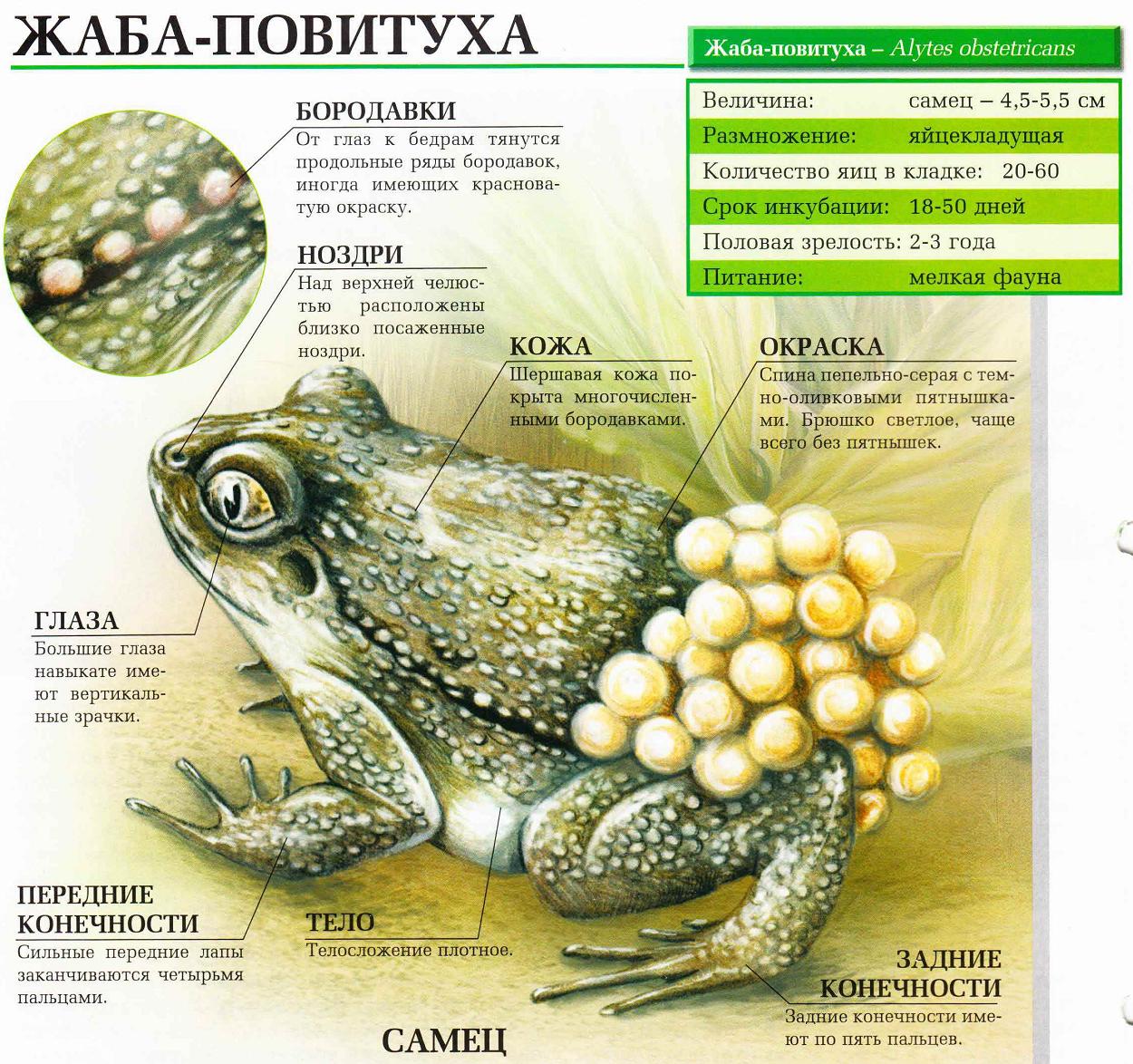 Описание жабы-повитухи.