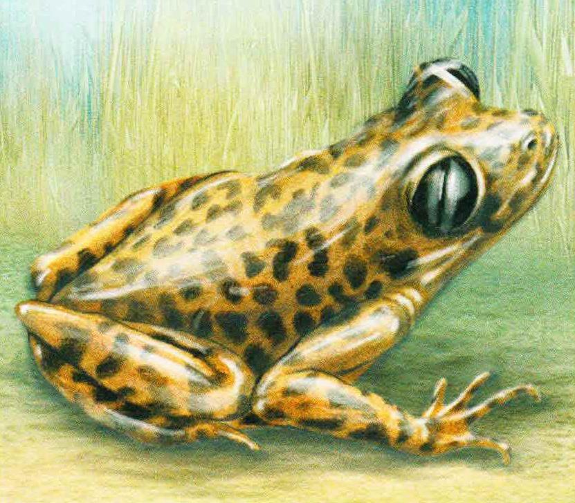 Балеарская жаба-повитуха (Alytes muletensis).

