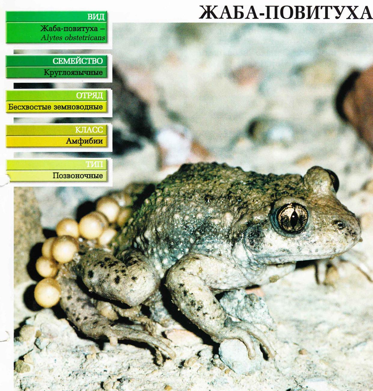 Систематика (научная классификация) жабы-повитухи. Alytes obstetricans.