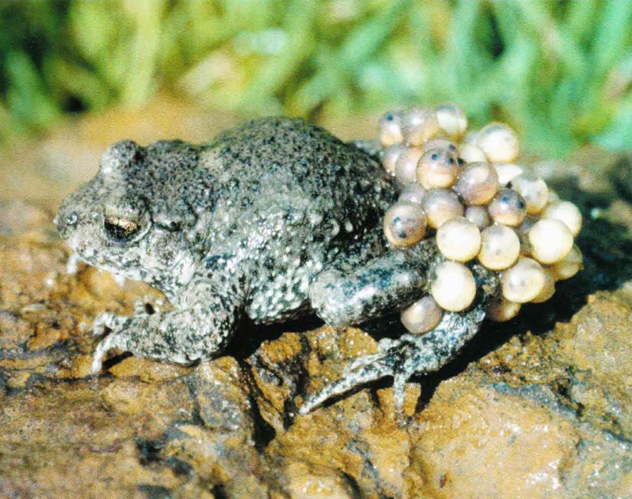 С марта до сентября можно увидеть самцов жабы-повитухи с обмотанными вокруг бедер яйцевыми шнурами.