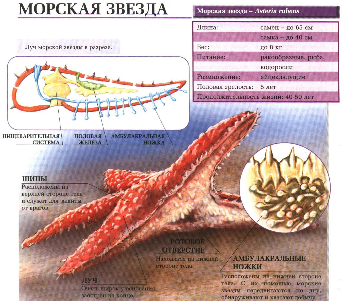 Описание морской звезды.