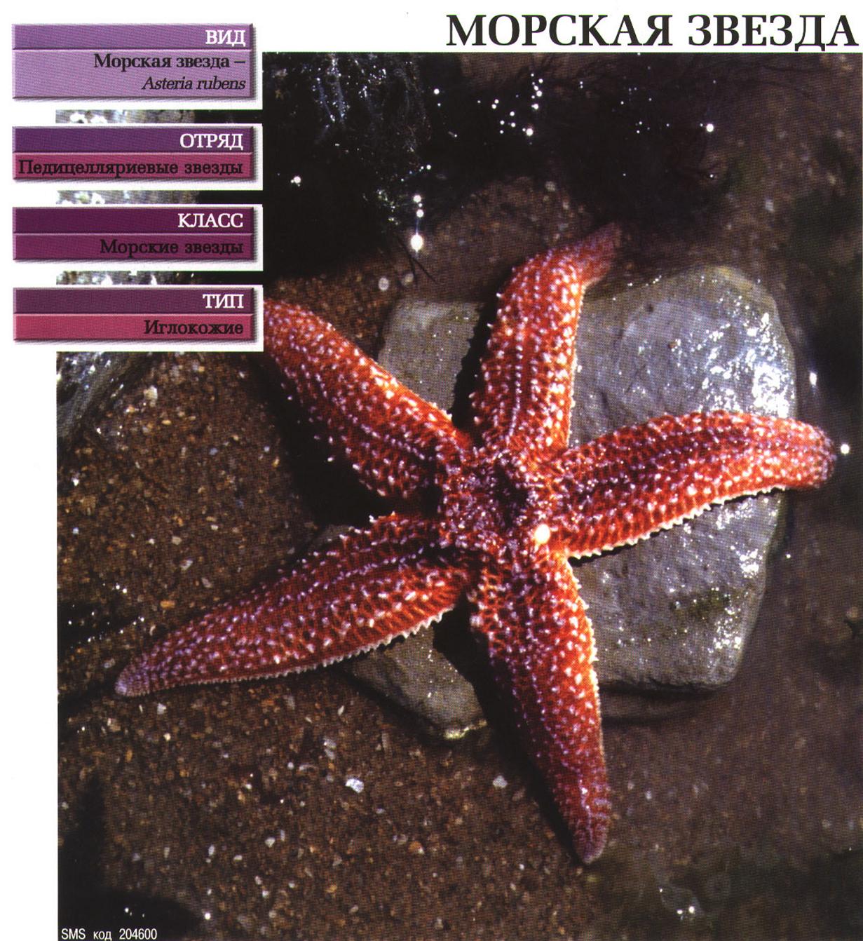 Морские звёзды на примере европейской звезды Asteria rubens.