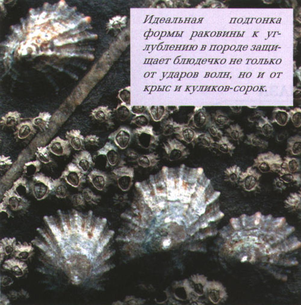 Идеальная подгонка формы раковины к углублению в породе защищает блюдечко не только от ударов волн, но и от крыс и куликов-сорок.