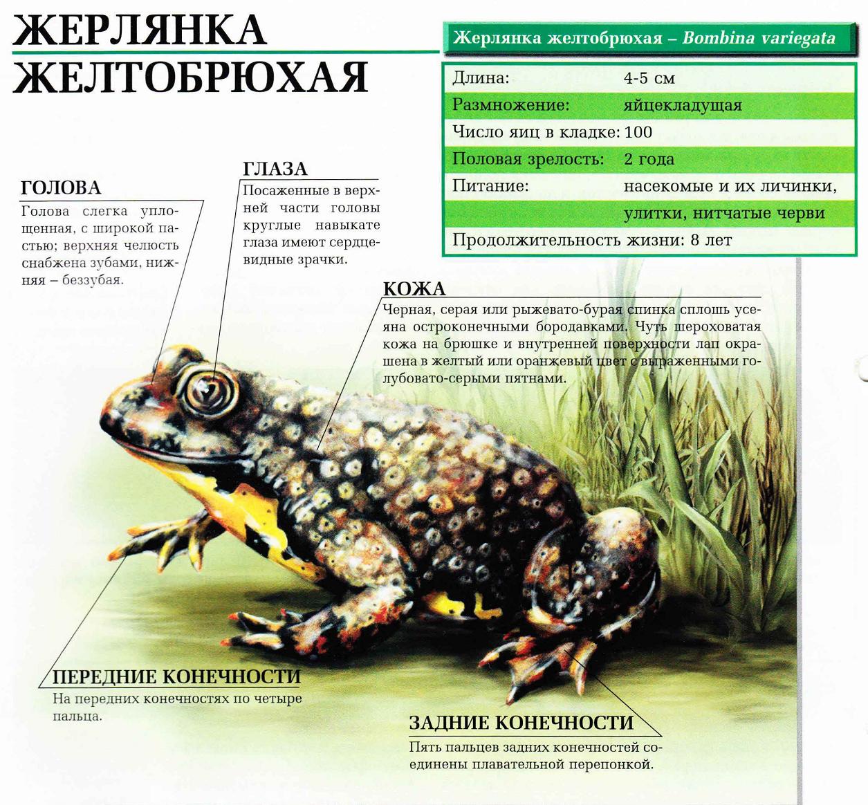 Описание жёлтобрюхой жерлянки.