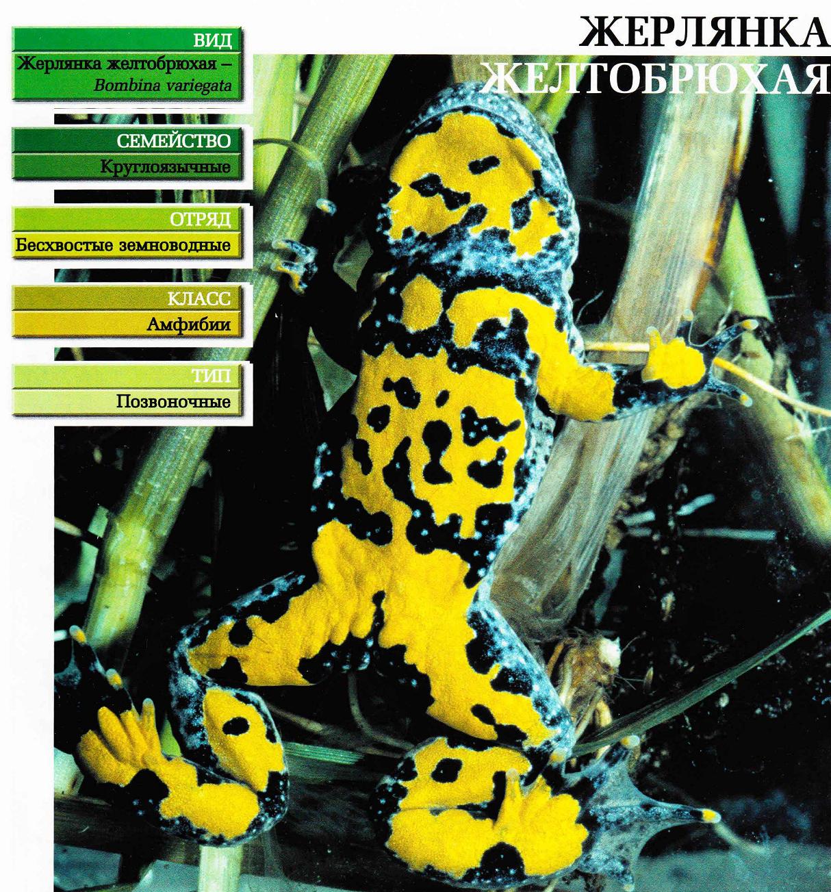 Систематика (научная классификация) жерлянки желтобрюхой. Bombina variegata.