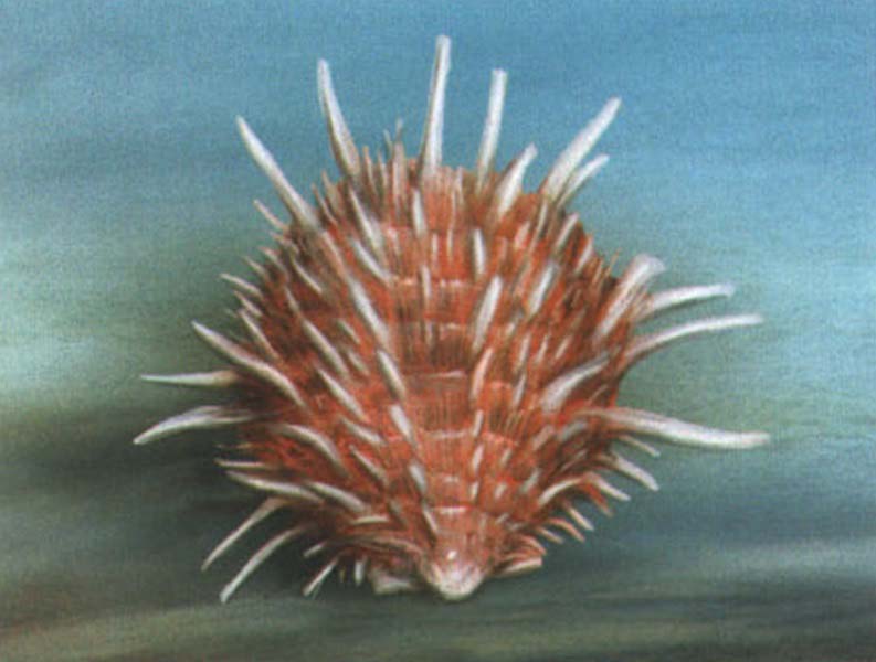 Спондилюс (Spondylus regius).
