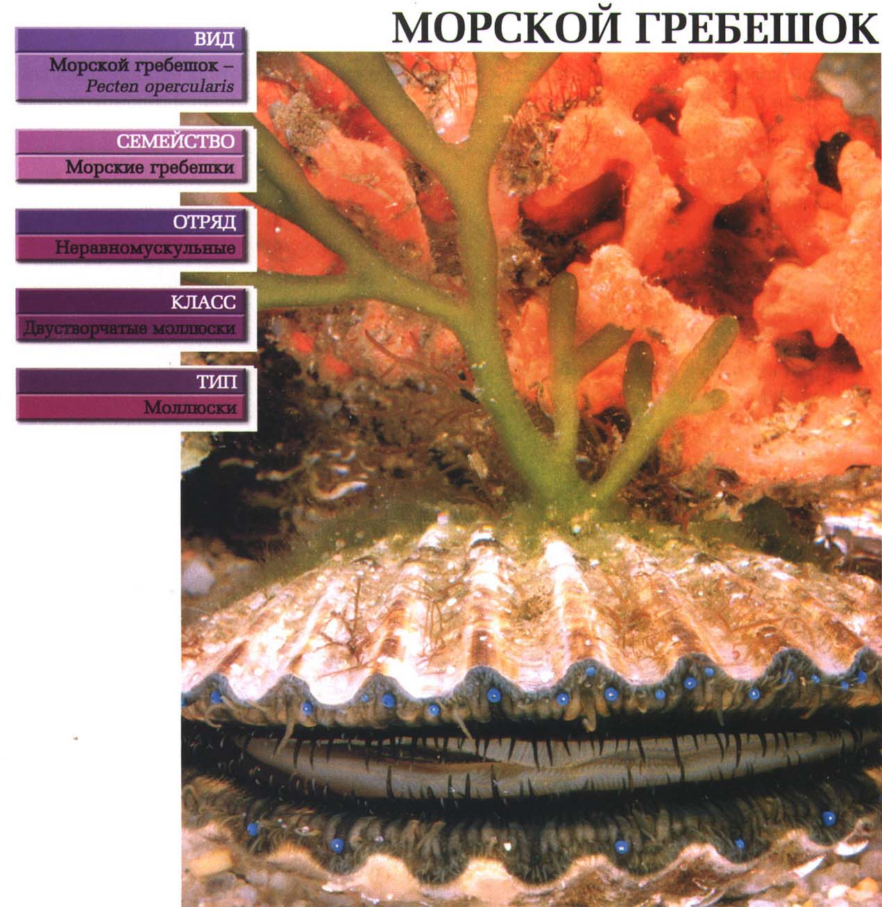 Морские гребешки на примере европейского Pecten opercularis.