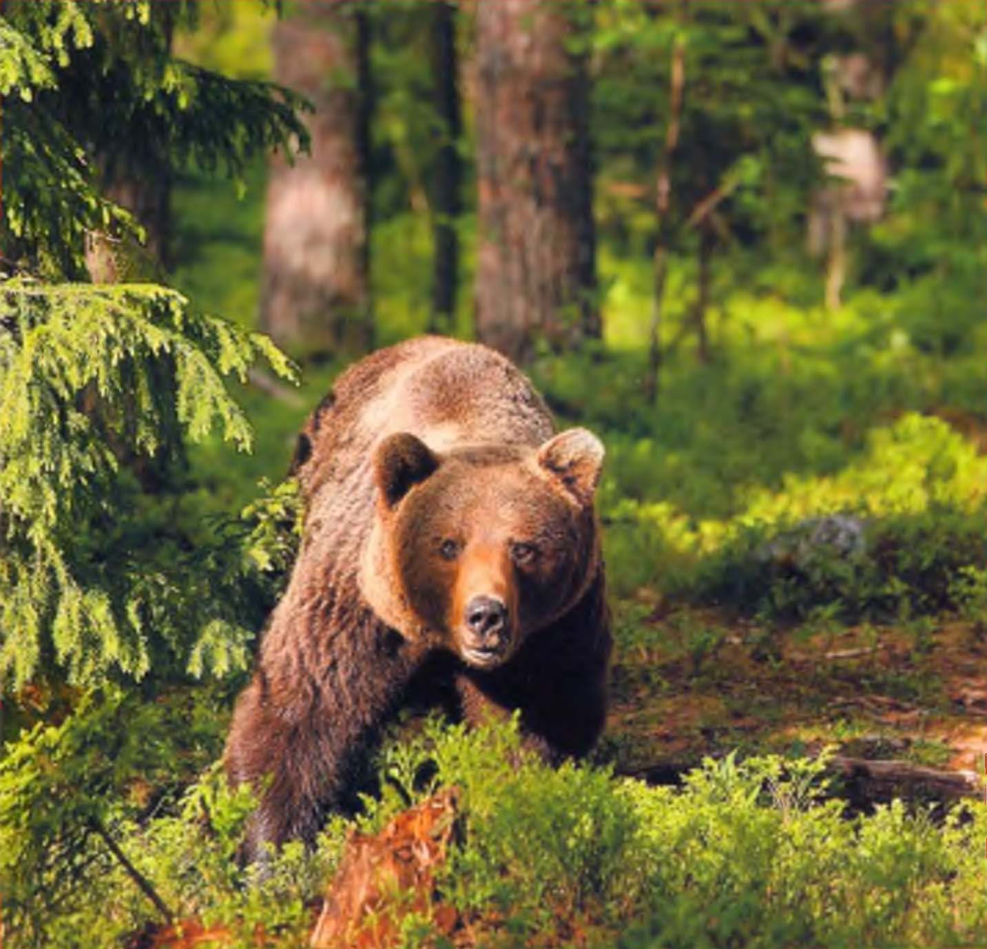Медведь в лесу.
