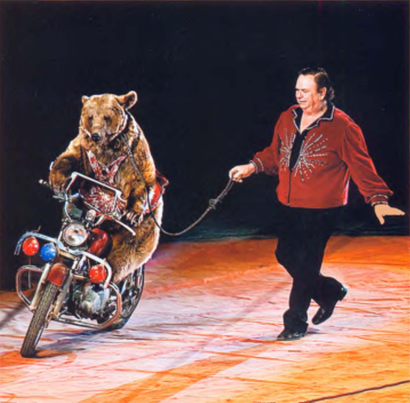 Медведь на мотоцикле.